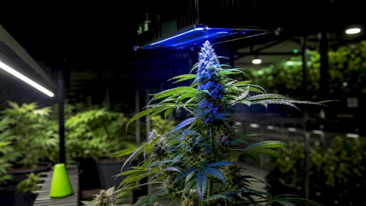 Close-up of cannabis branch under UV-B light showing thick buds