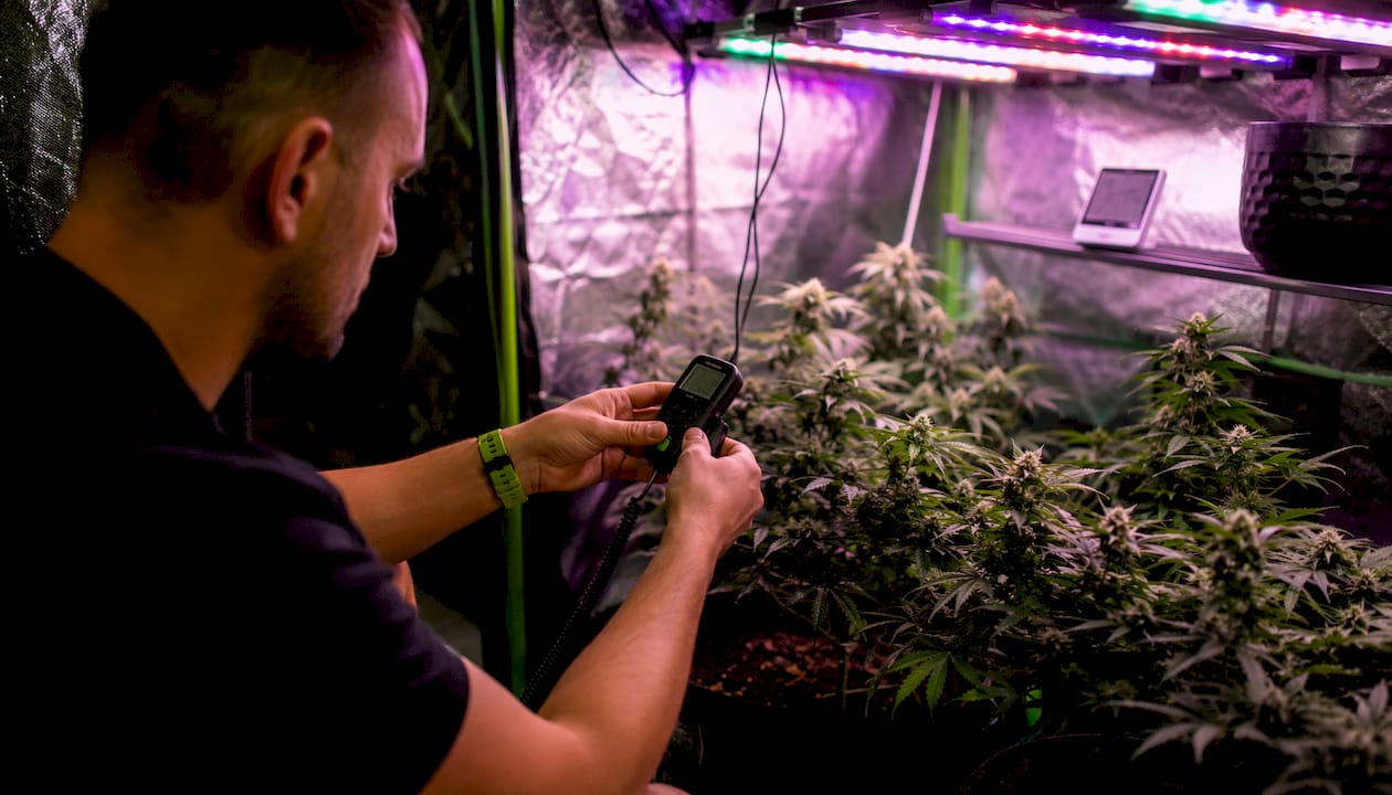 Hands measuring light intensity on flowering plants