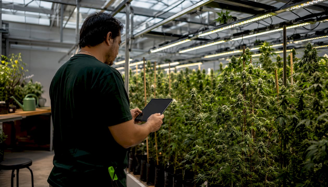 Automated LED lighting setup in indoor horticulture