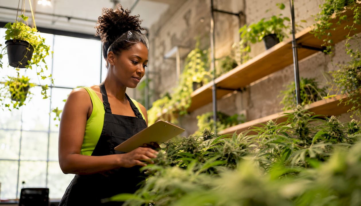Cultivation manager inspecting cannabis greenhouse plants
