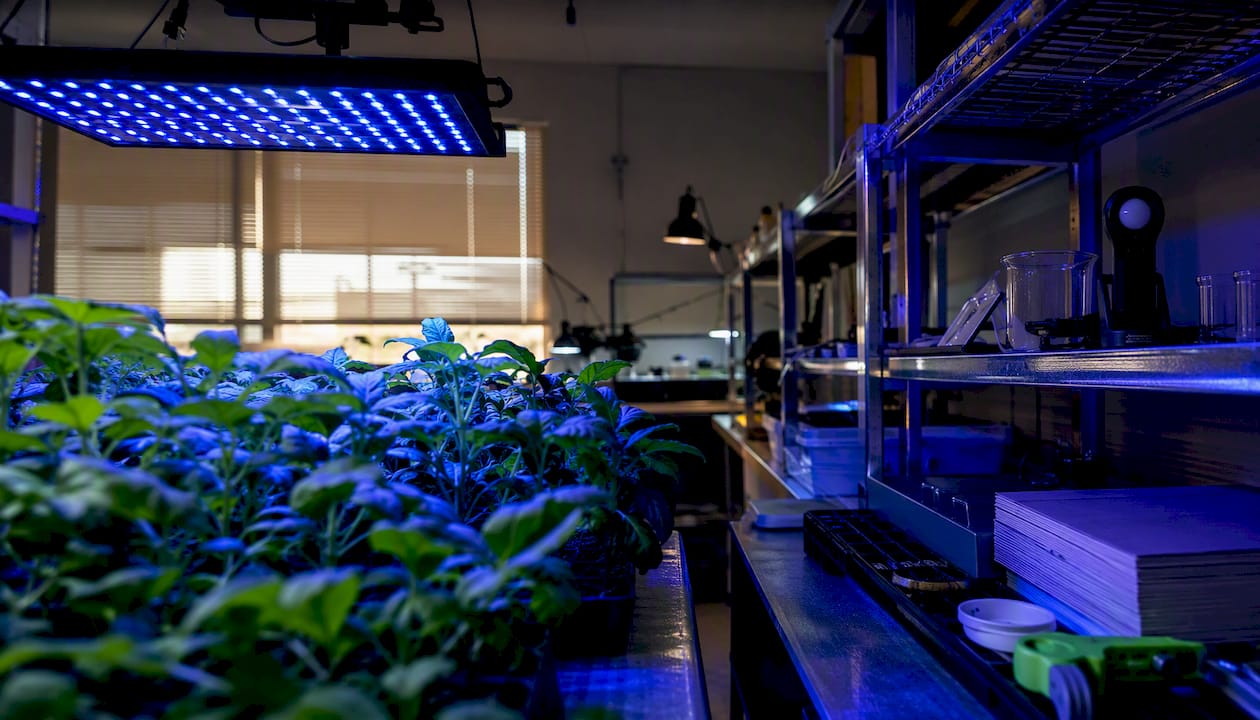 Close-up blue LED light on plants in lab