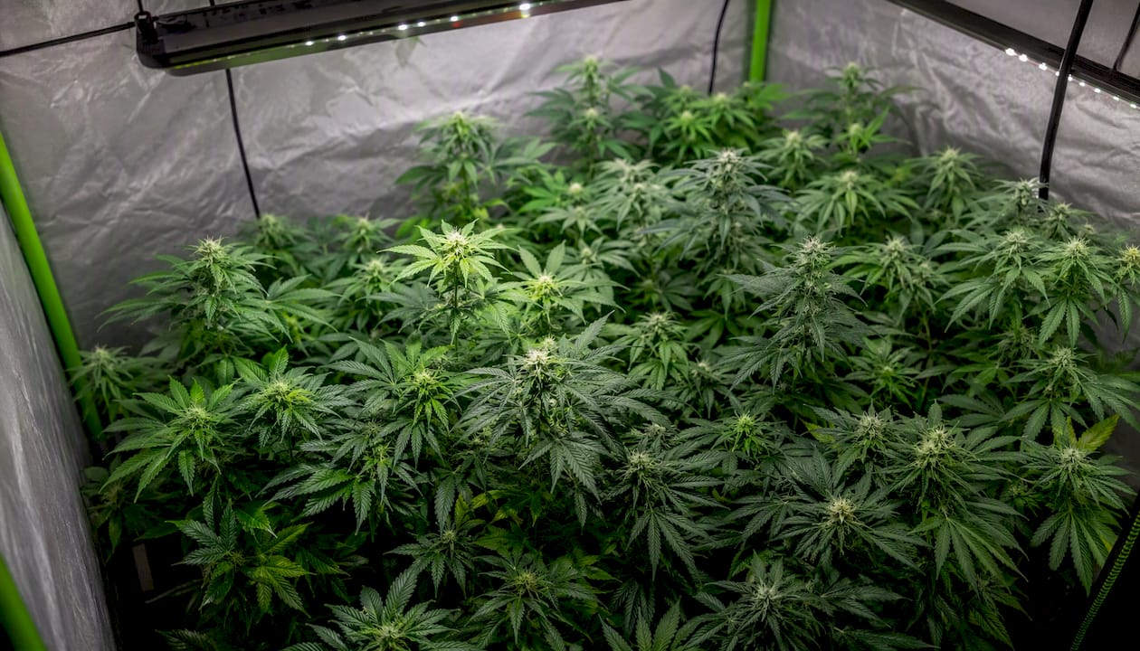 Dense indoor plant canopy under uniform LED lighting