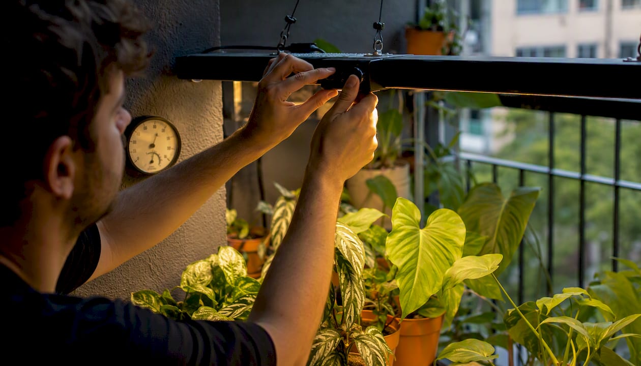 Grower manually adjusting dimmable LED light in indoor cannabis grow tent