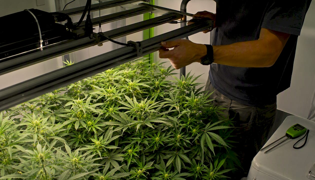 Hands adjusting LED light height above cannabis plants