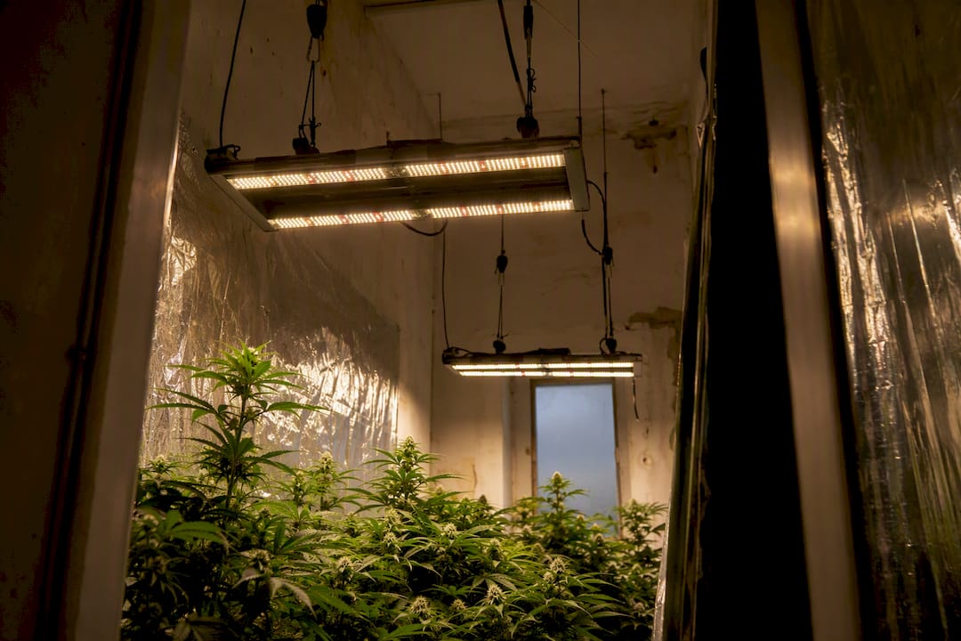 LED grow bars hung inside a white-walled closet grow setup