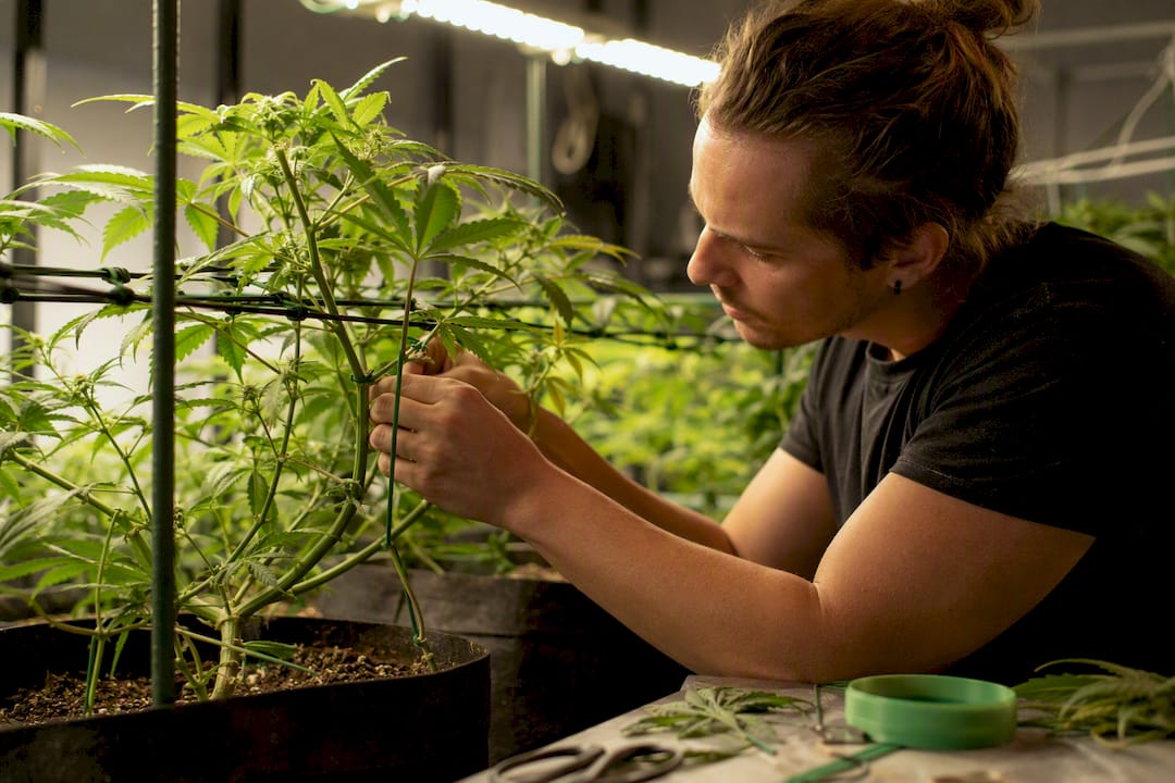 Grower training cannabis canopy