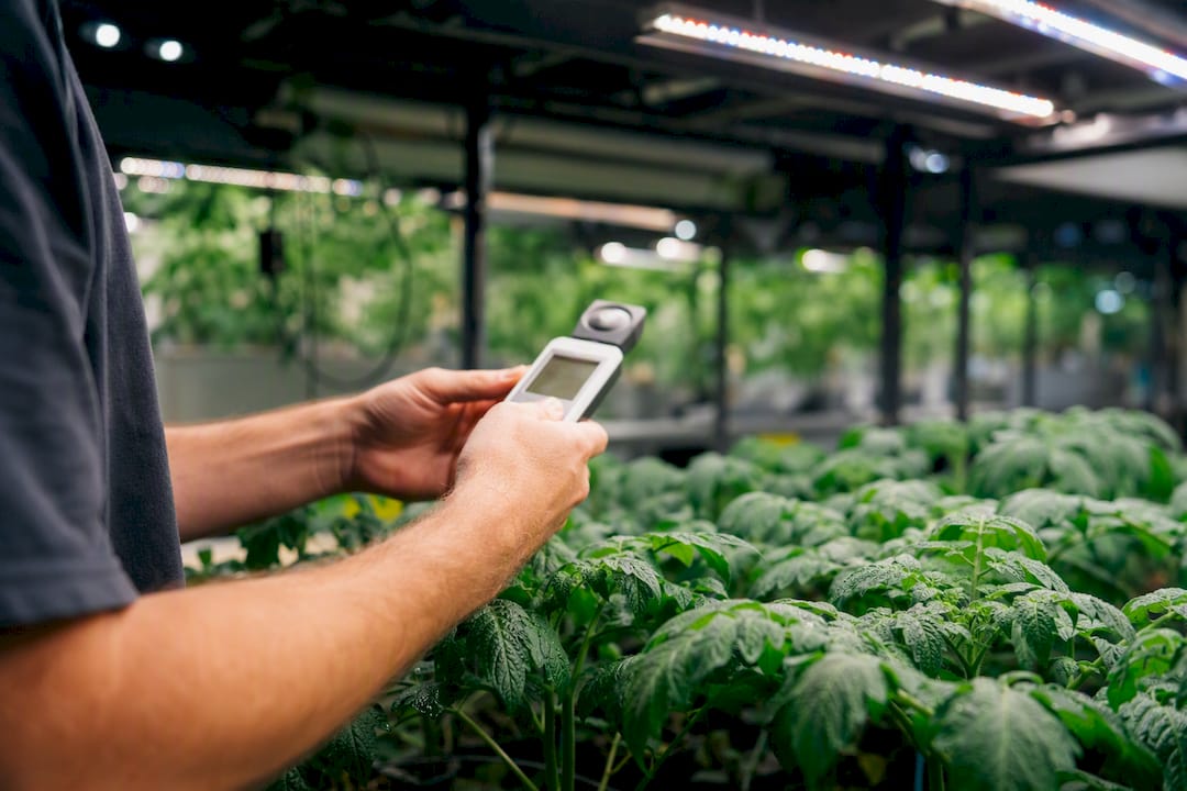 Hands measuring tomato canopy light with quantum meter
