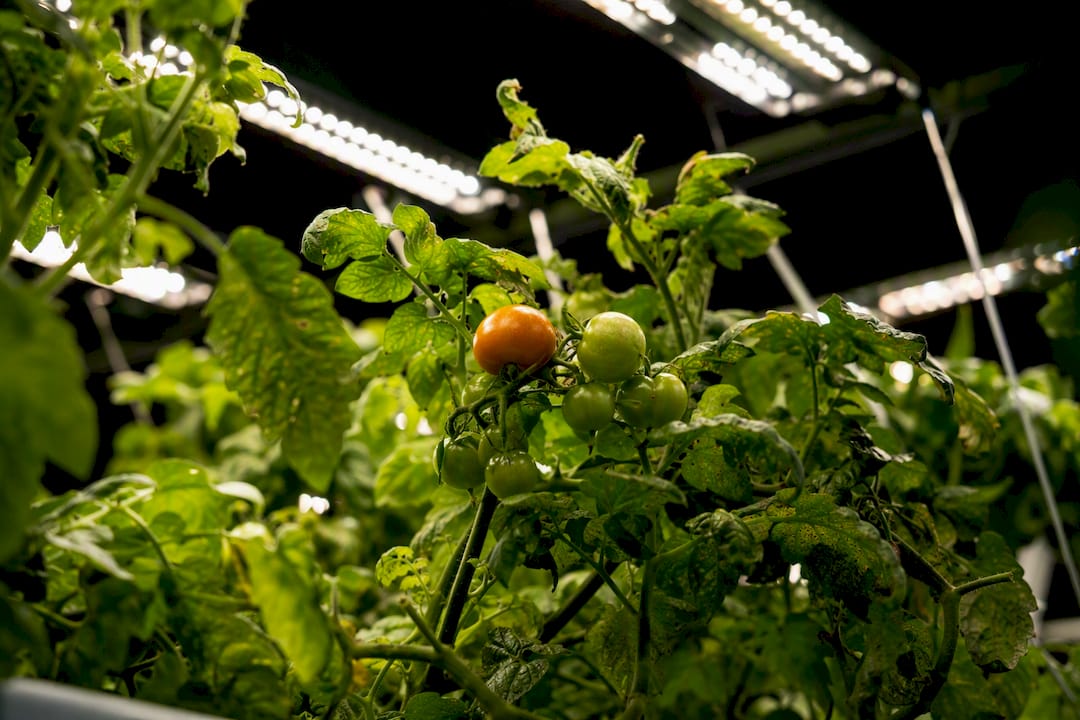 Tomato plants illuminated by LED grow lights indoors