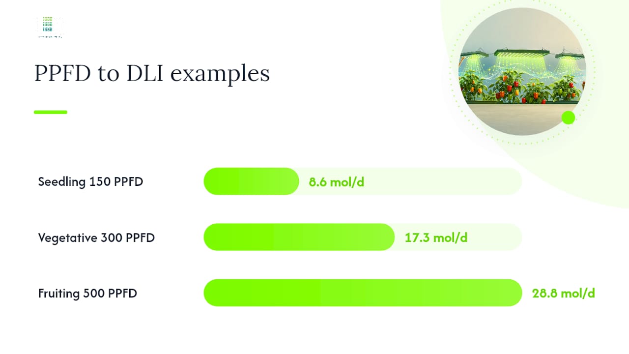 Diagram showing PPFD to DLI calculation for pepper plants