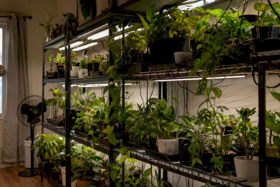Small grow shelf with proximity mounted grow lights