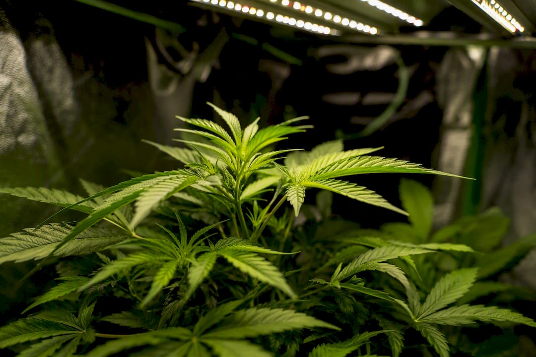 Uneven LED light coverage over plant canopy in grow tent