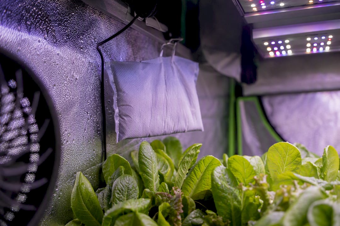 Passive CO2 bags hanging inside a grow tent