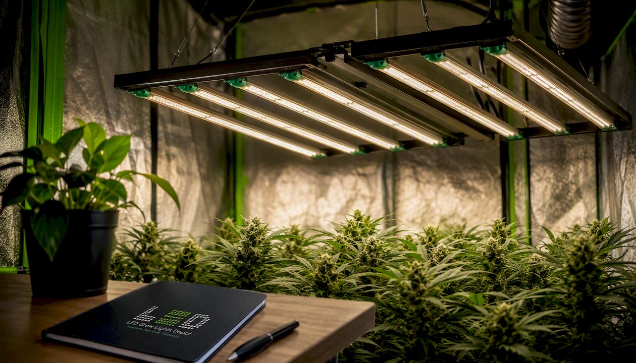 Grower's Choice ROI-FF 650W | 4x4 Flowering