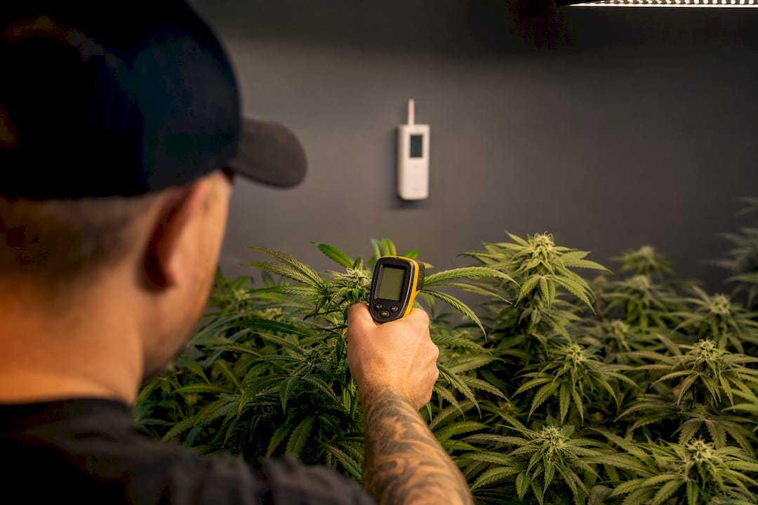 Grower comparing leaf and room temperature readings