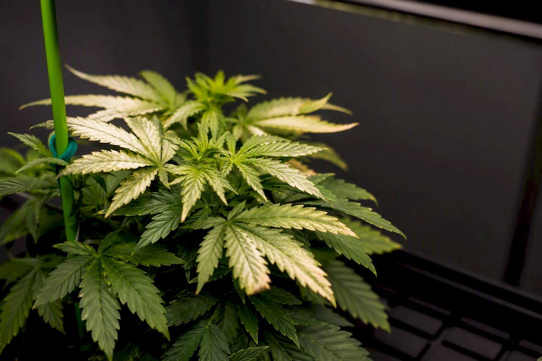 Upper canopy leaves showing early light bleaching