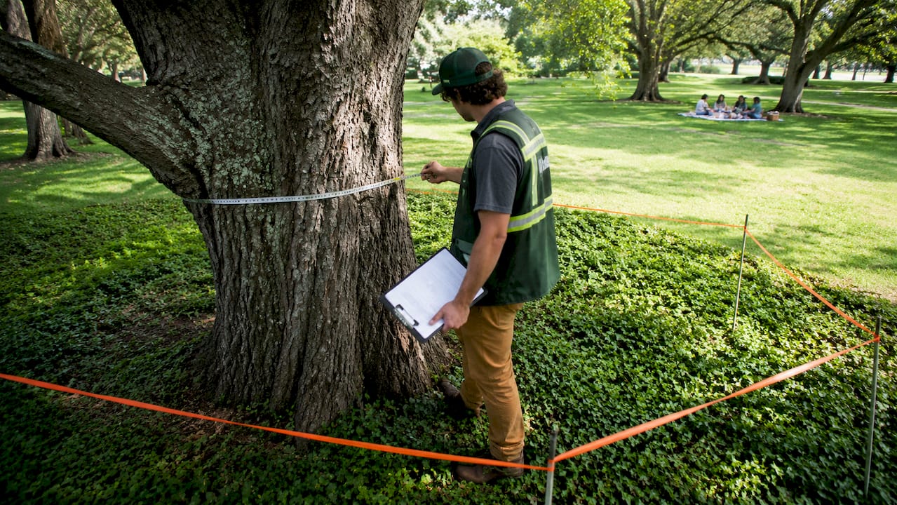 Certified arborist measuring tree diameter outdoors