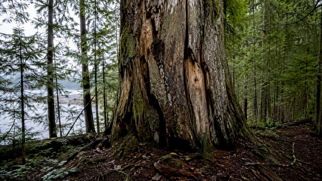 Close-up of cracked and split tree trunk