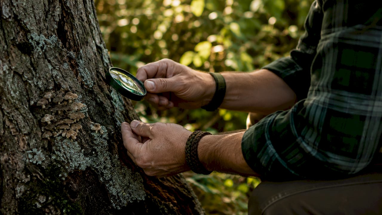Close-up hands inspecting tree bark condition