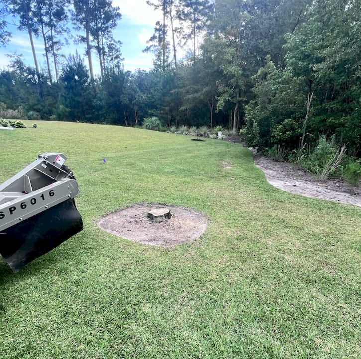 Decaying tree stump with pest infestation
