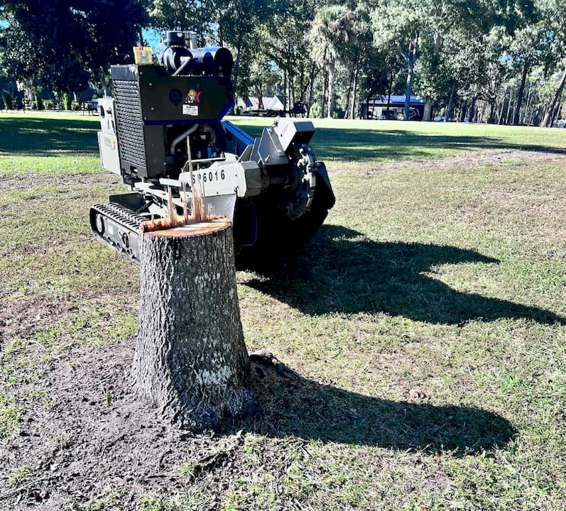Landscaper inspecting stump before grinding