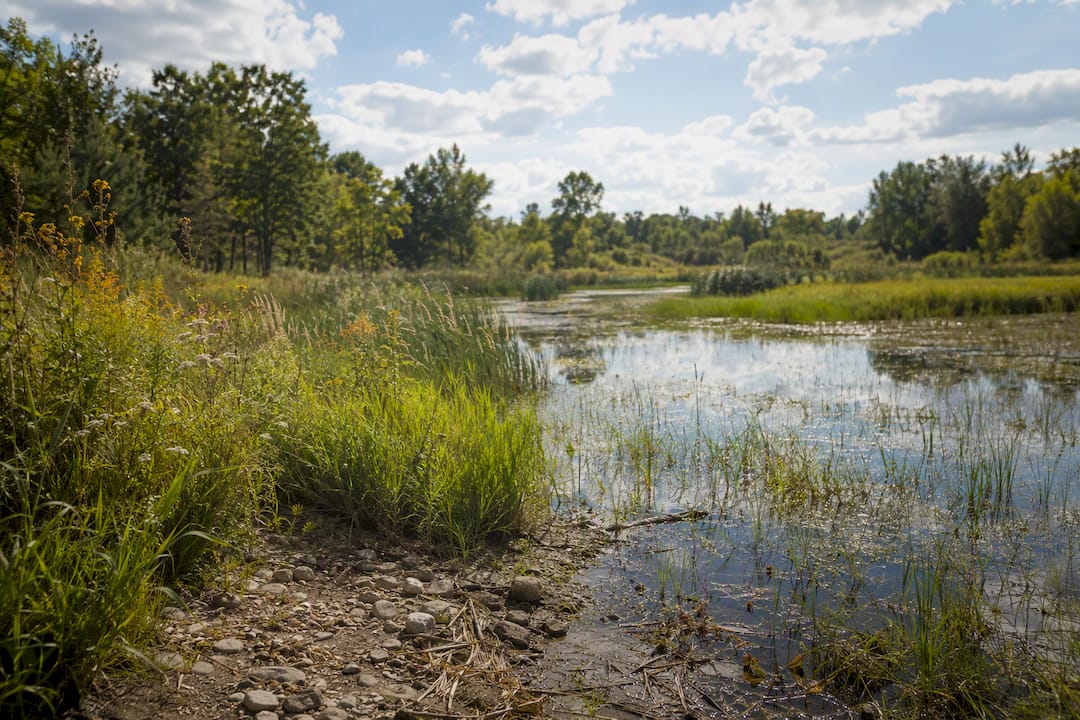 Protected wetland with natural vegetation buffers