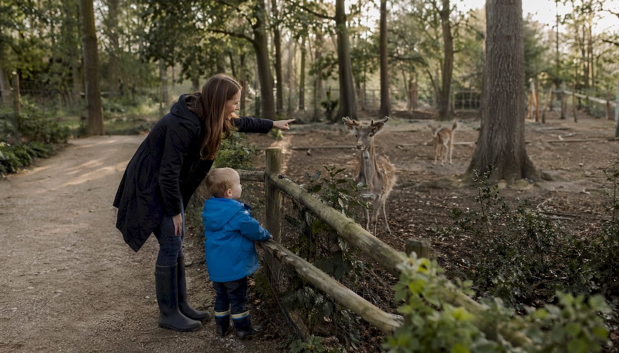 Mother and child observing animals along woodland path