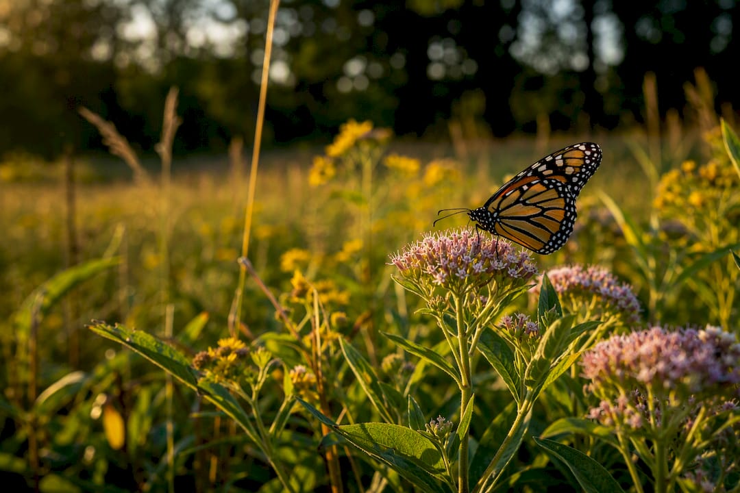 Native plants and butterfly in burial habitat