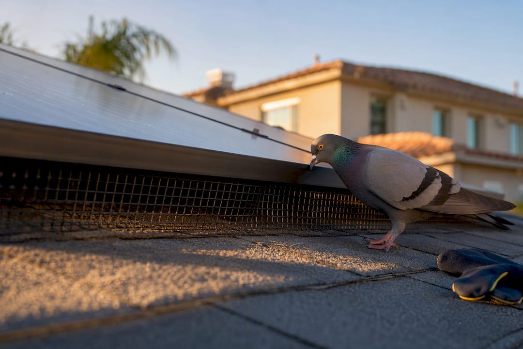 Bird exclusion mesh beneath rooftop solar panels