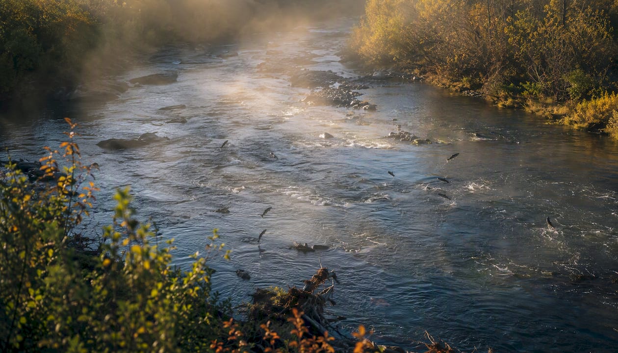 River with salmon swimming upstream after dam removal
