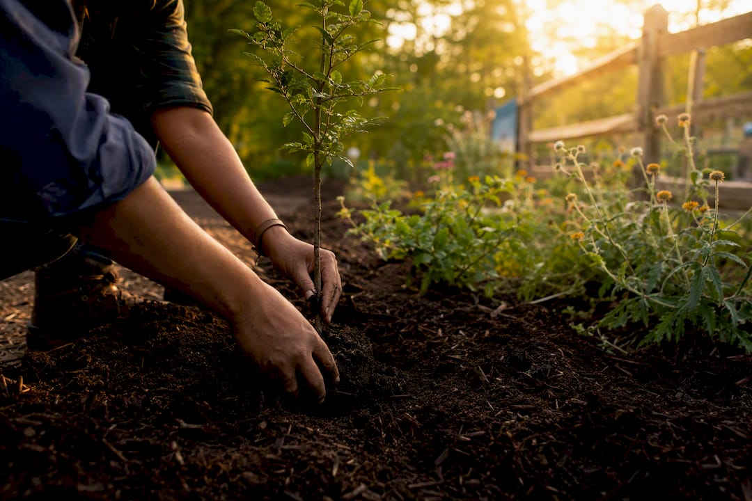 Hands planting tree sapling in conservation area