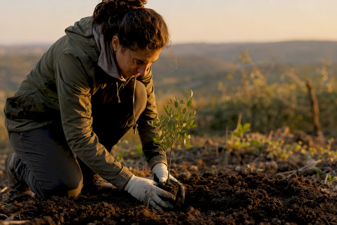 Hands planting sapling in conservation area