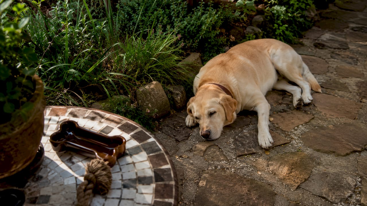 Tired Labrador resting indoors showing fatigue