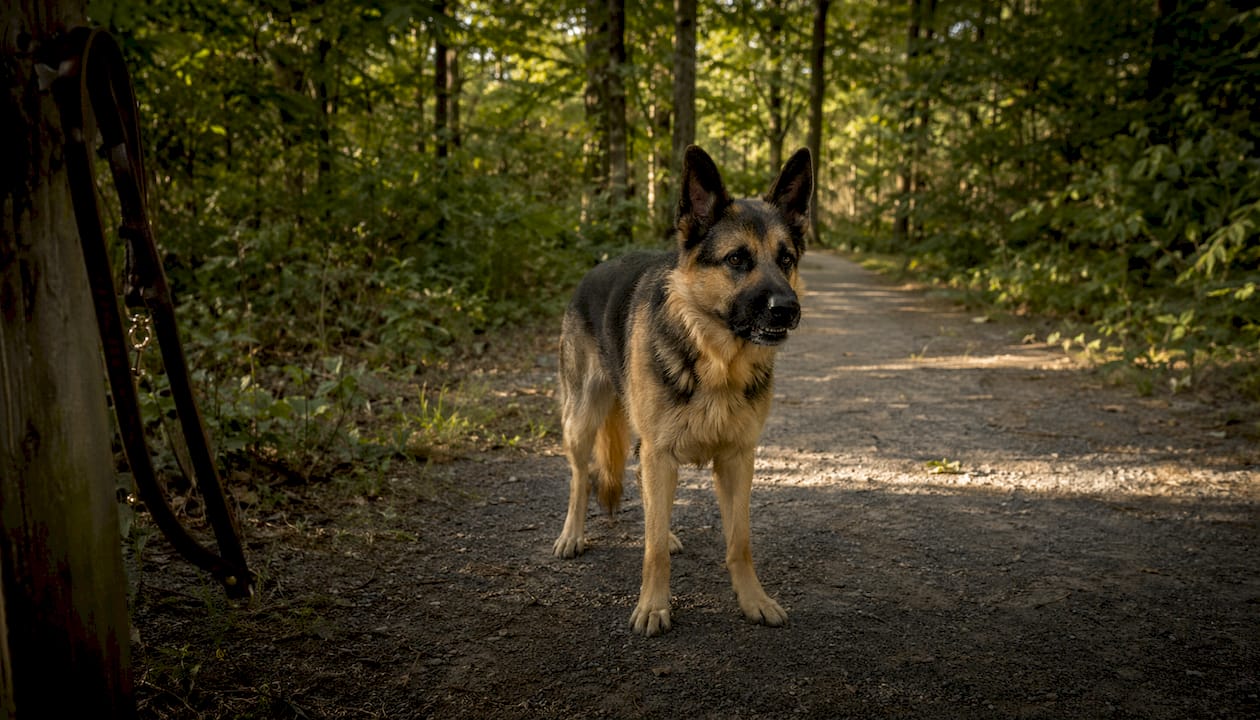 Dog showing threat behavior in park