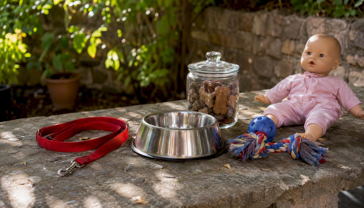 Dog temperament test props on table