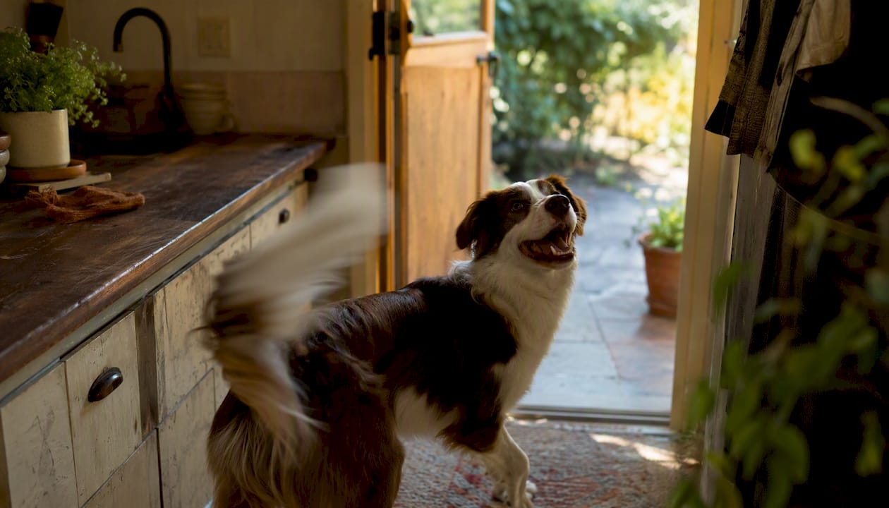 Excited dog wagging tail near door