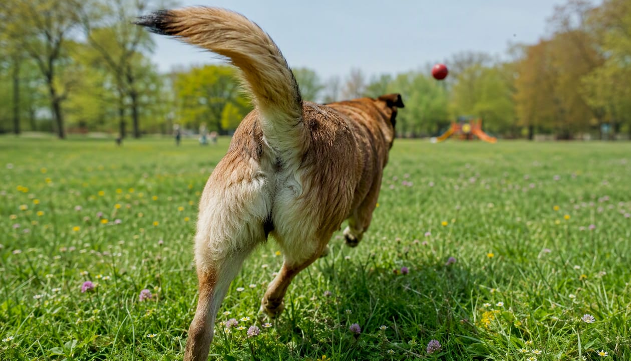Close-up of dog tail connecting to spine