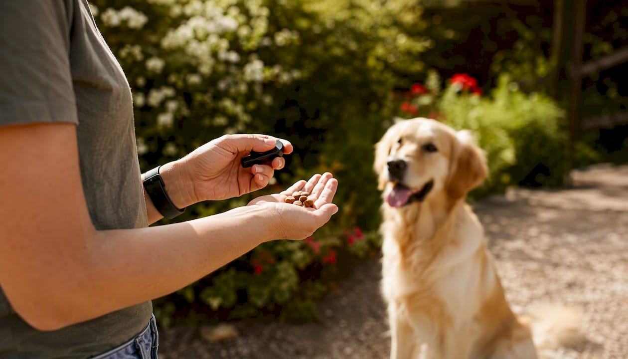 Trainer hand with clicker and treats marking dog behavior