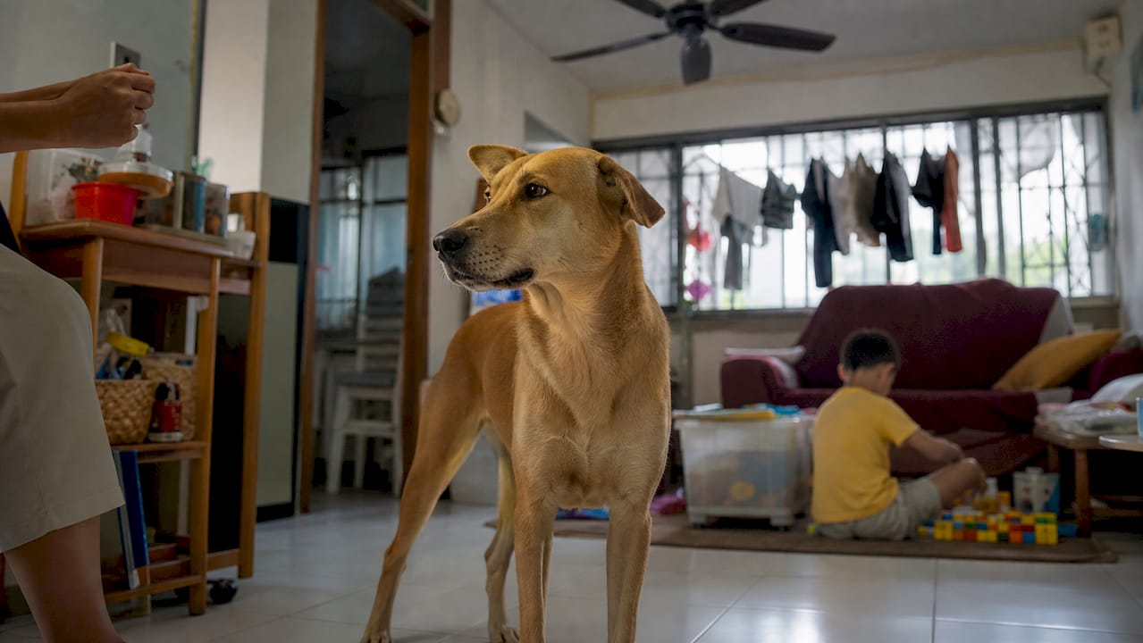 Dog distracted during training in busy home
