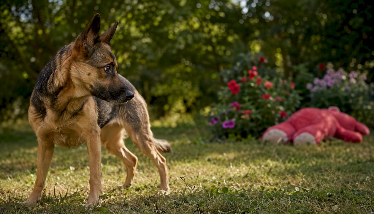 Stressed dog body language close-up