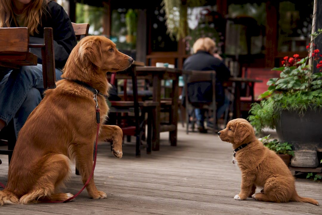 Calm adult dog demonstrating sit to attentive puppy