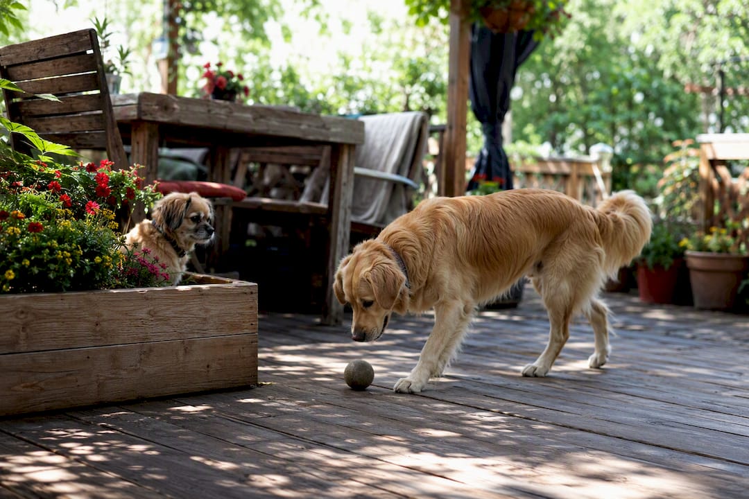 Anxious dog observing confident dog near trigger outdoors