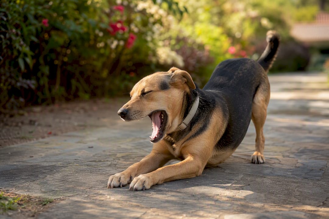 Dog performing calming signals outside