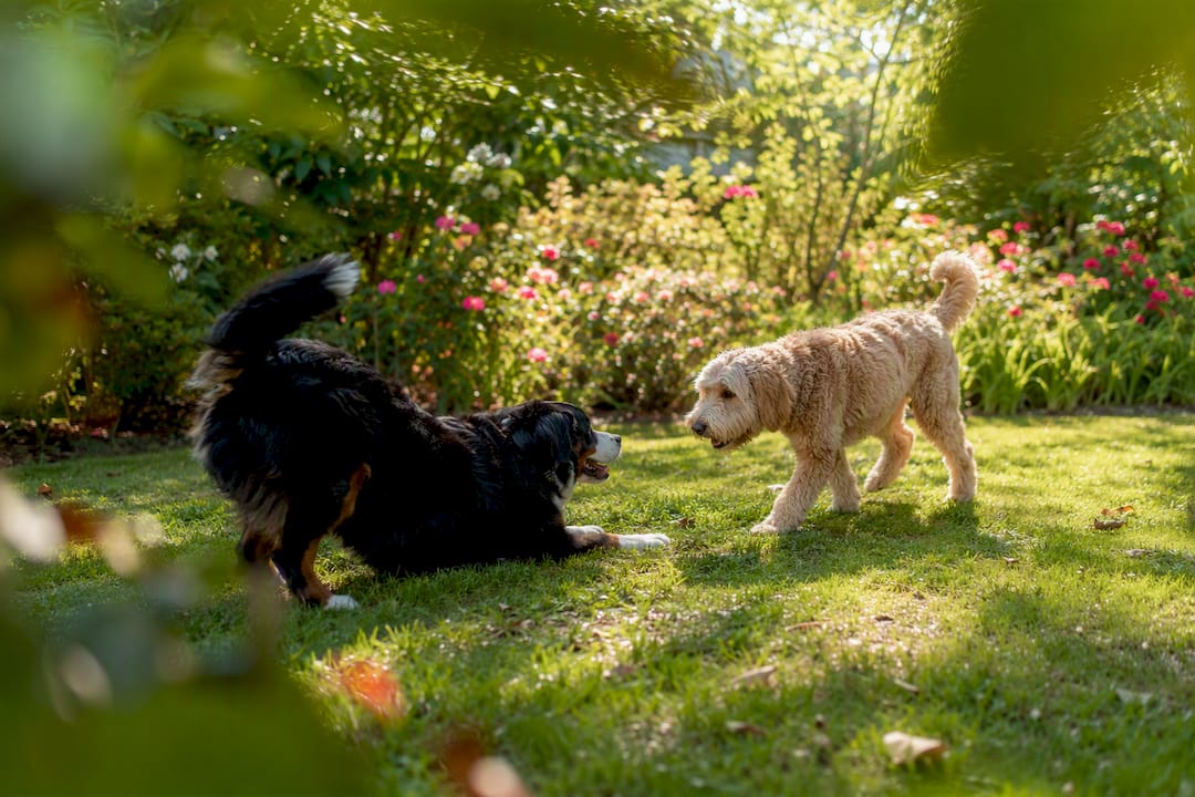 Two dogs socializing and signaling calmly