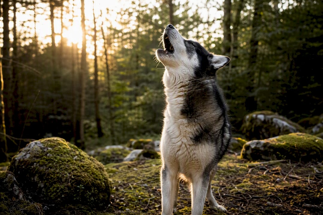 Husky breed dog howling in park