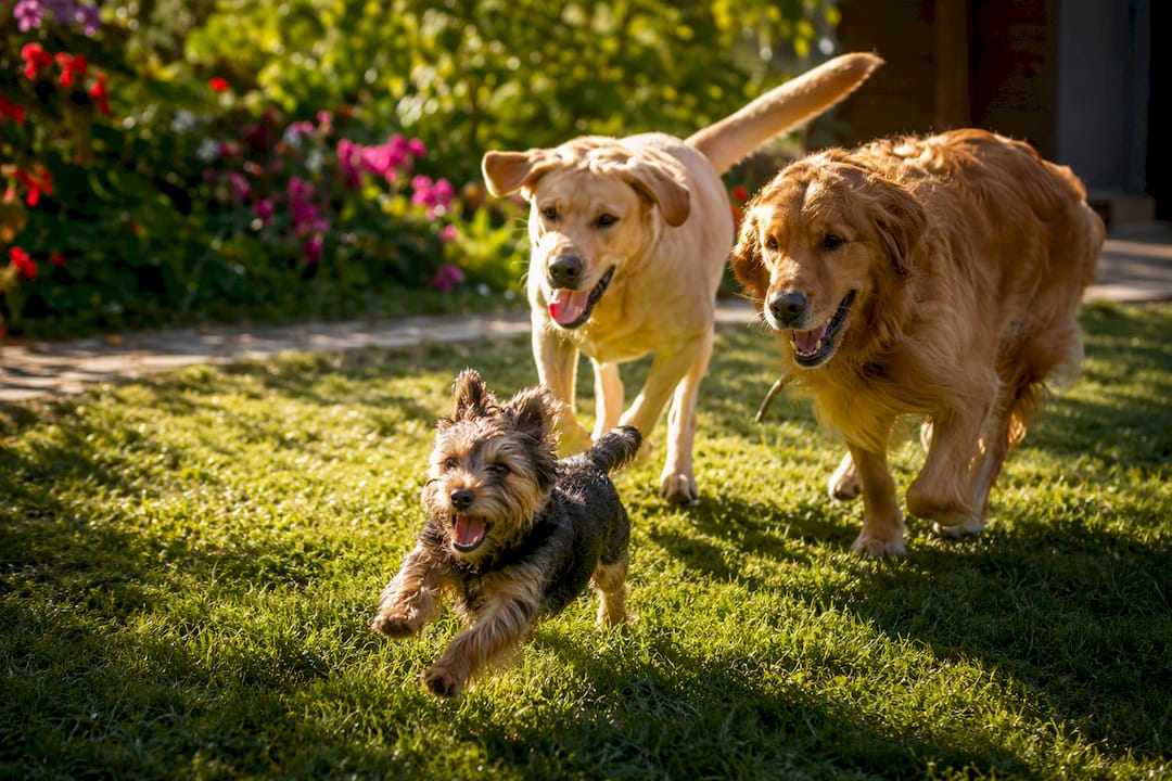 Small dog squealing and running from larger dogs