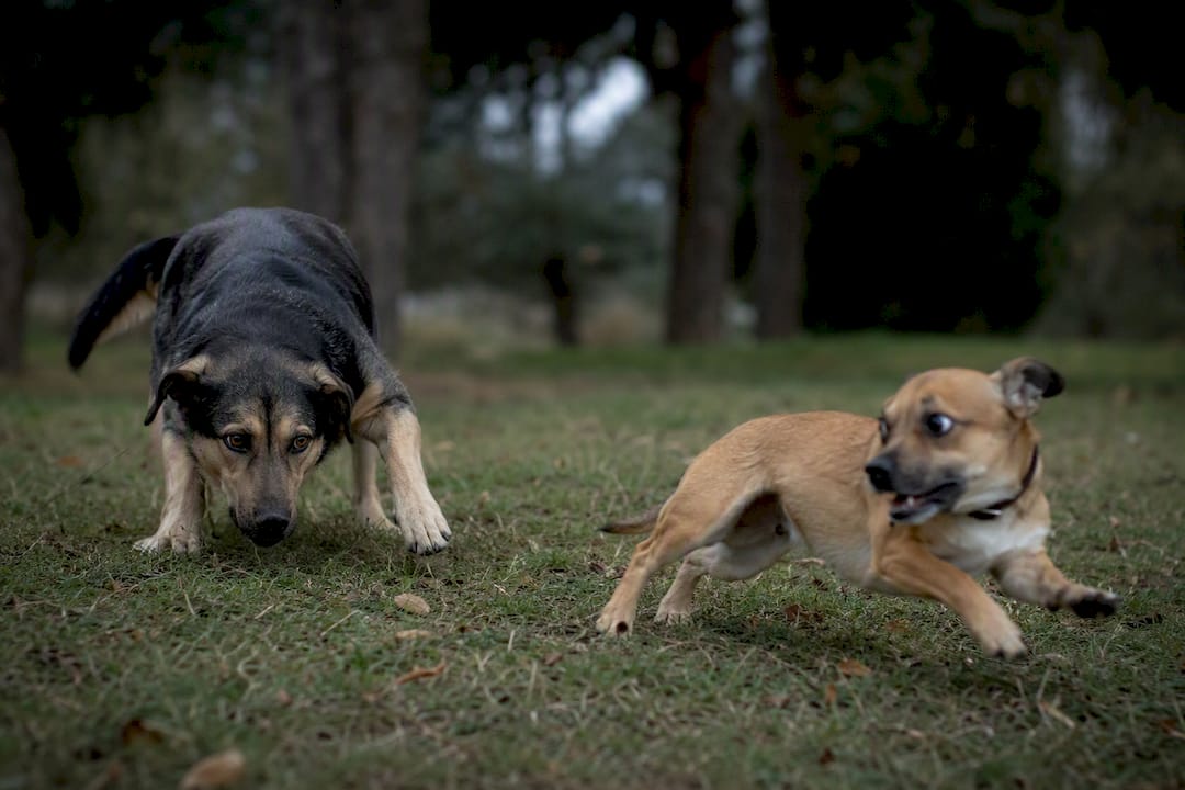 Dog abruptly switching from play to chase