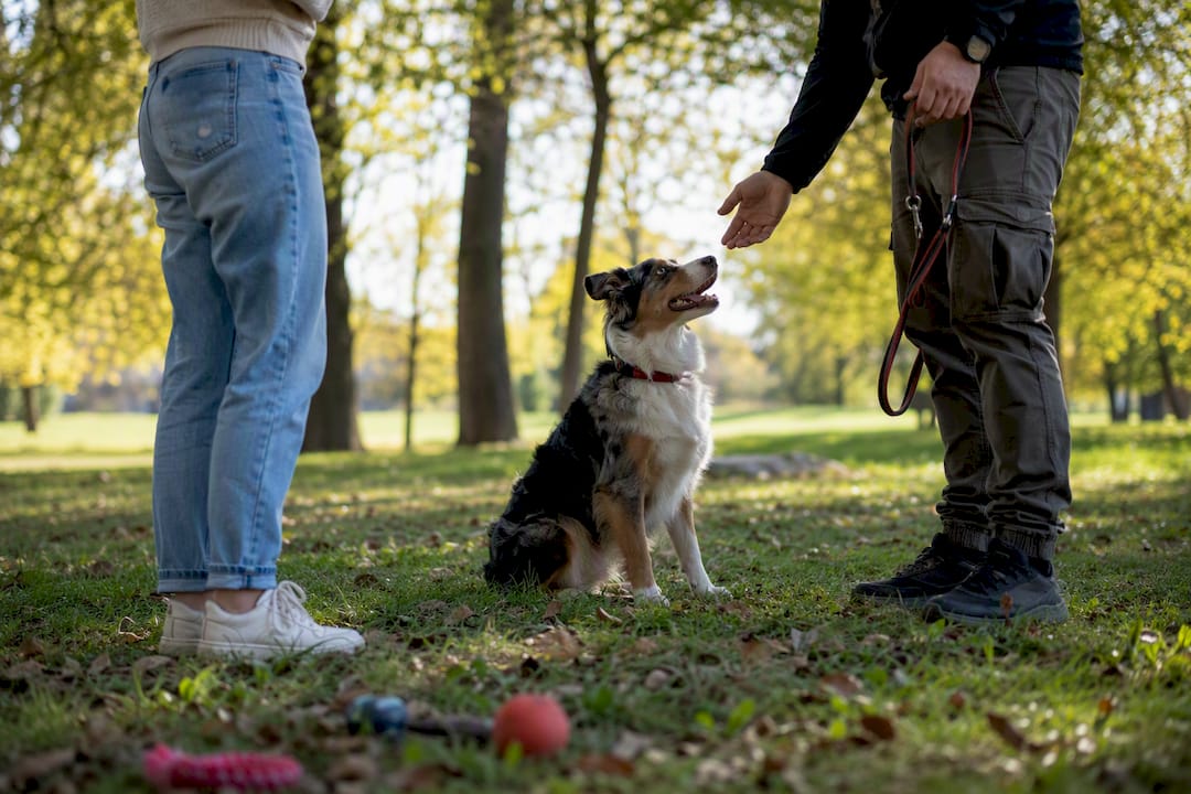 Dog sitting on lead in garden during training