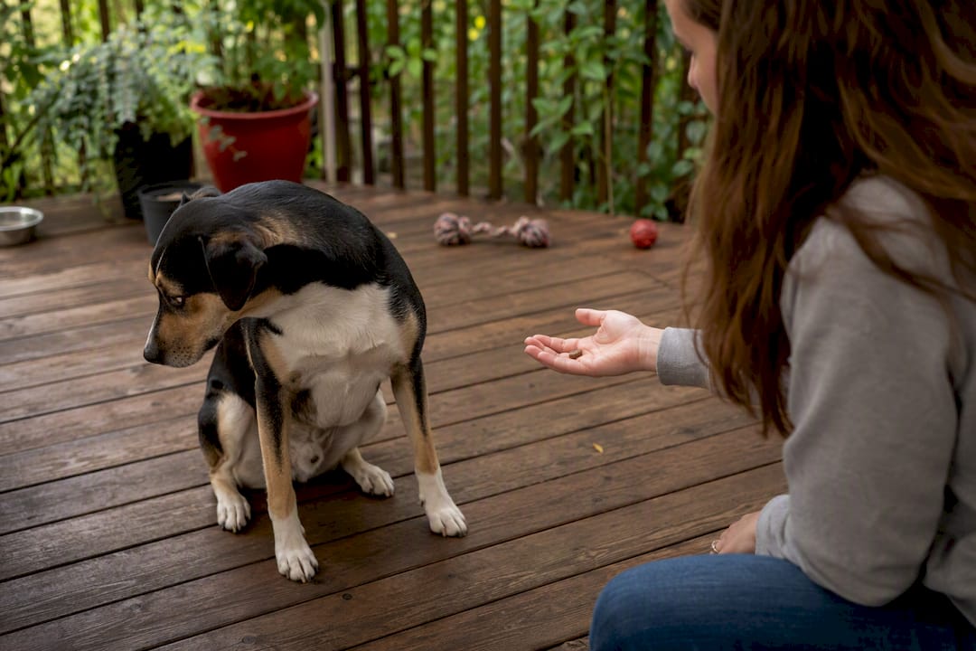 Dog turning head away from owner giving command
