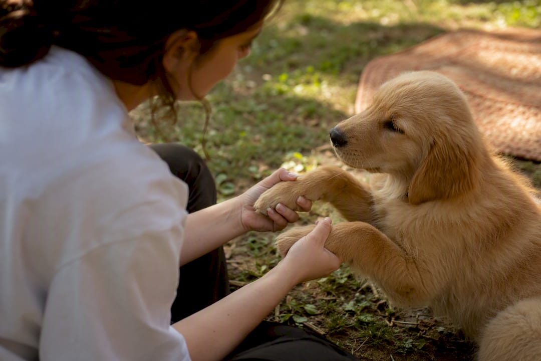 Owner gently touching puppy's paws calmly