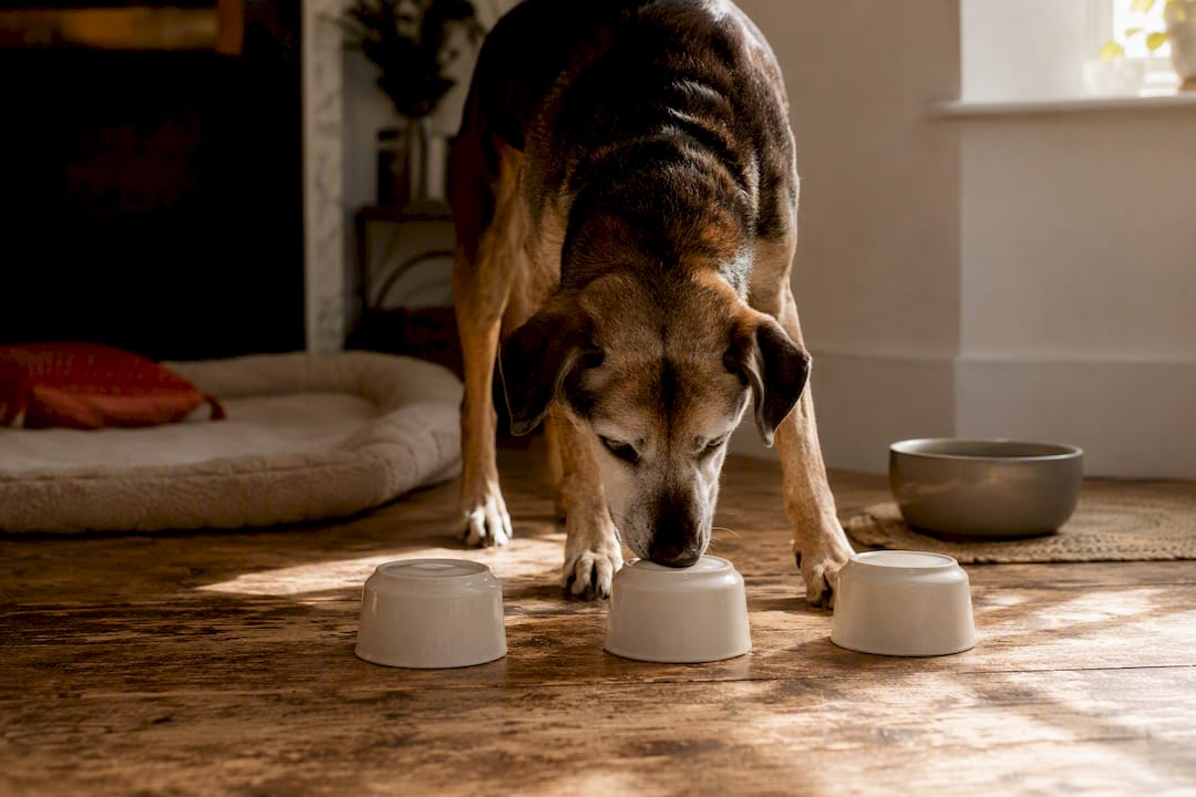 Senior dog engaged in gentle nose game training